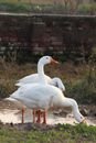 White Swan on Green Grass