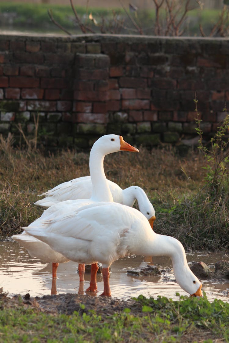 White Ducks On Green Grass