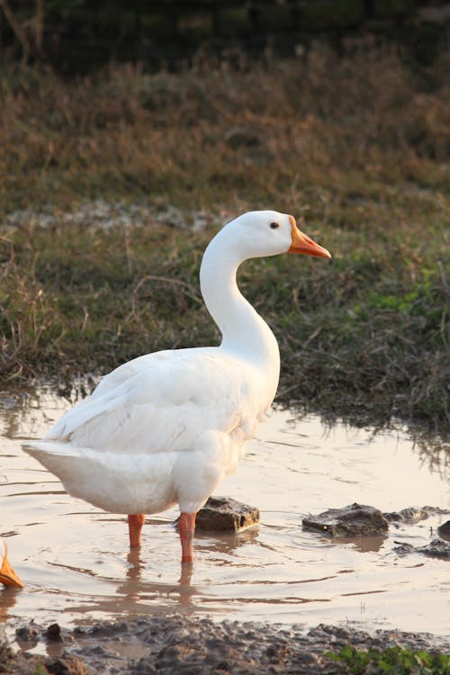 White Goose on a Puddle