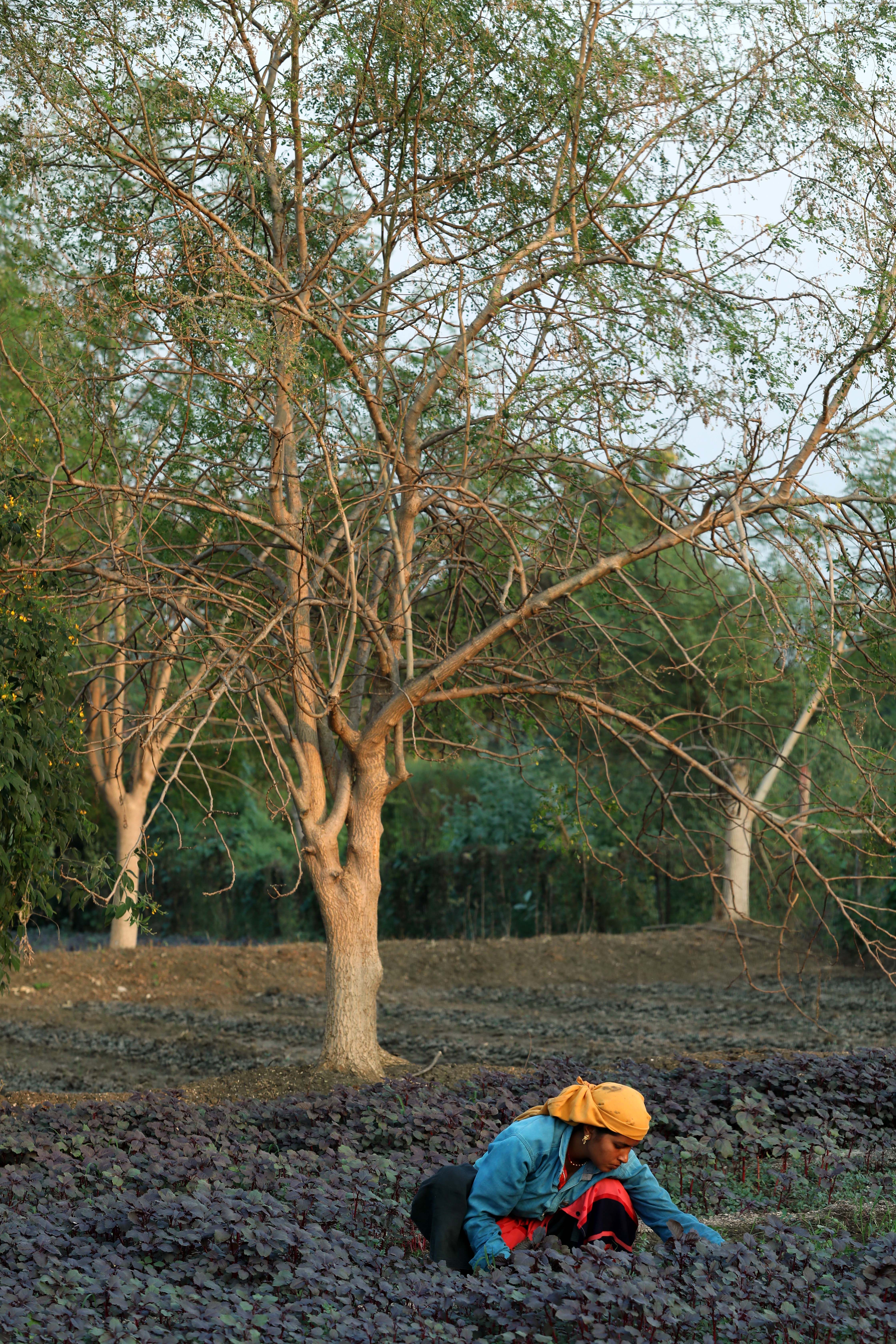 Organic farm cultivation in India