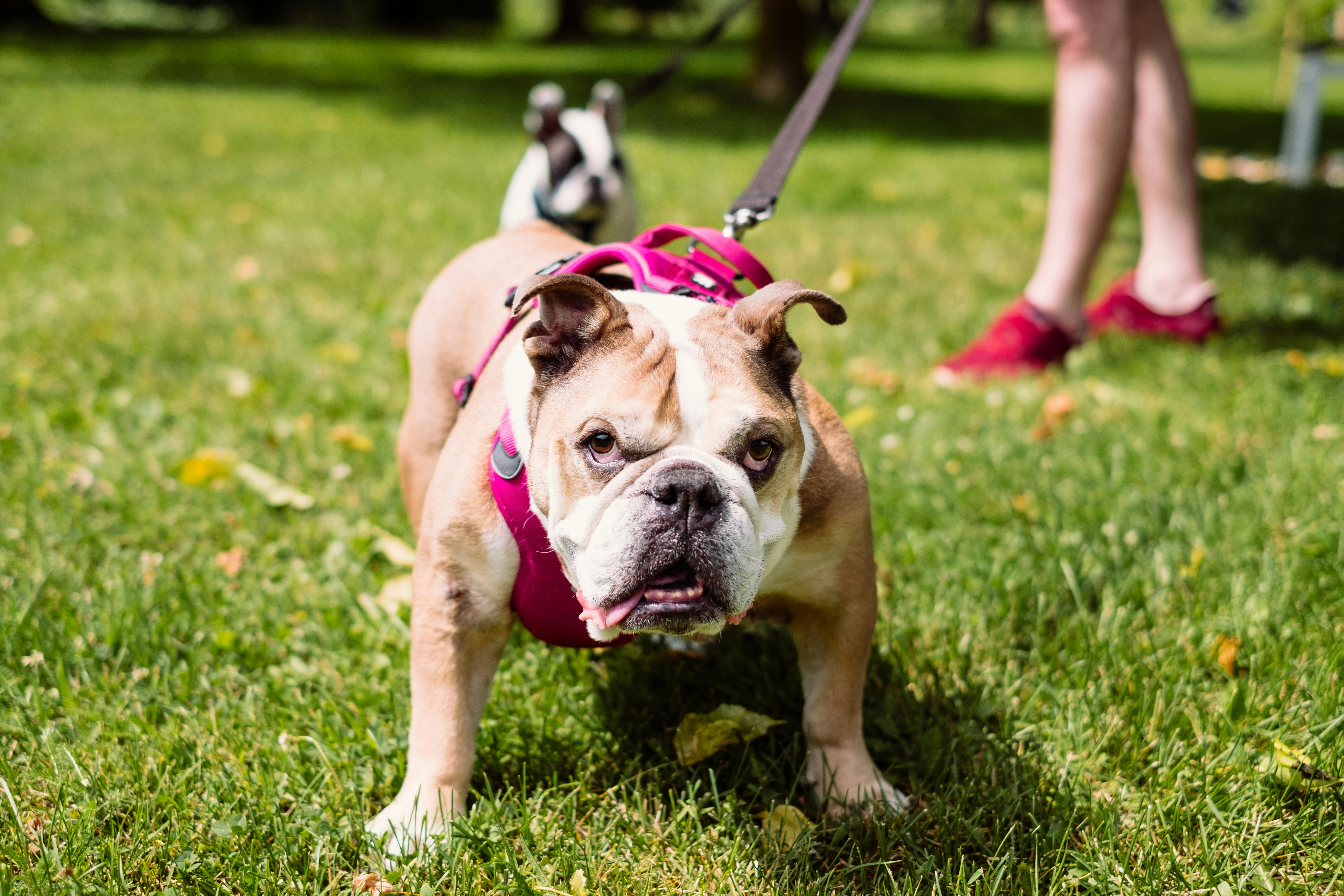 Stella &amp; Chewy’s turns rescue-dog devotion into a global benchmark for pet food safety — Photo by freestocks.org on Pexel