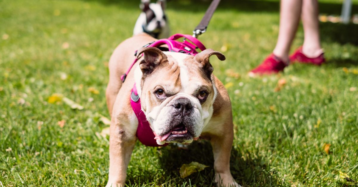 Brown Dog on Green Grass Brown Dog on Green Grass / Dog Harness