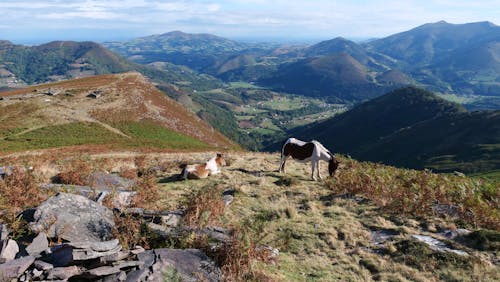 Horses on the Mountain