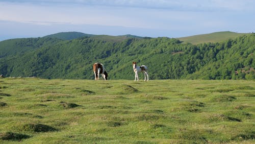 Horses on Green Grass Field
