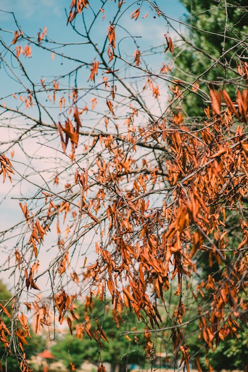 Brown Dried Leaves on Tree Branches 