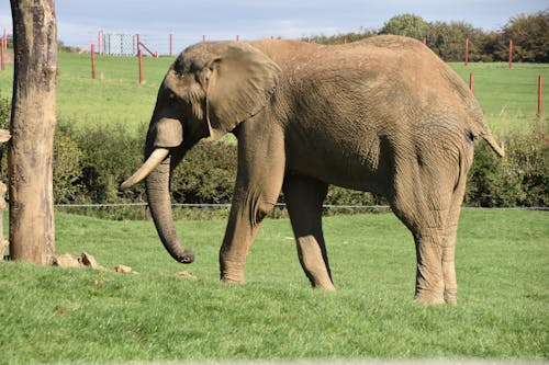 Free A Brown Elephant on the Green Grass Field Stock Photo