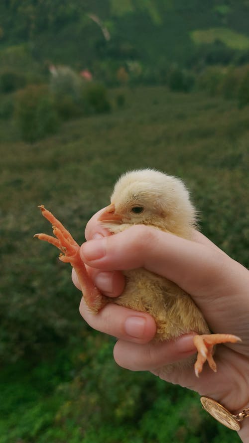 Free A Yellow Chick on a Person's Hand Stock Photo