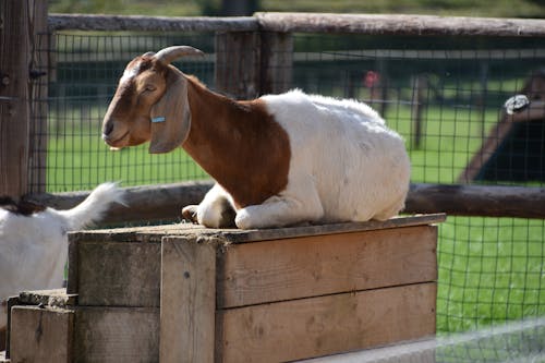 White and Brown Goat on Brown Wooden Crate