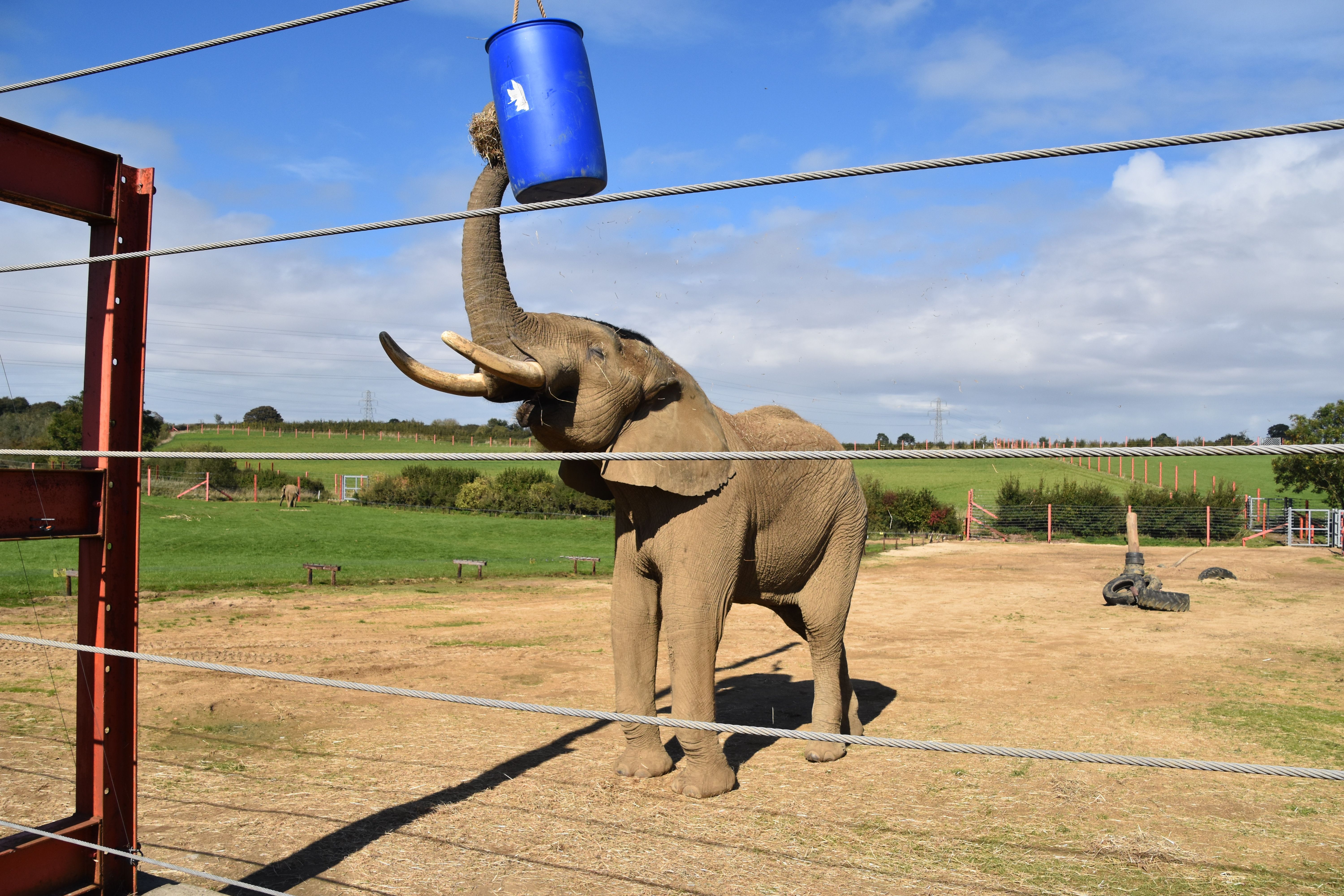 An African elephant extends its trunk towards a blue barrel in an outdoor zoo setting, showcasing its intelligence.
