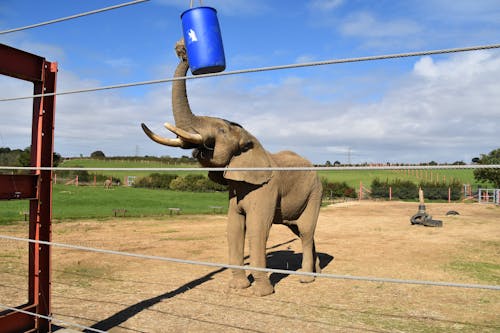 Darmowe zdjęcie z galerii z dzikie zwierzę, kość słoniowa, ogród zoologiczny