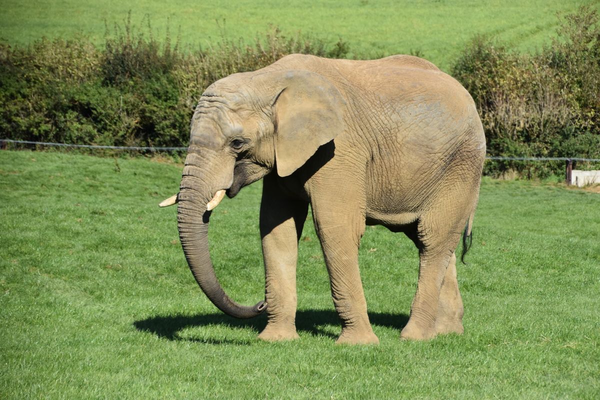Wildlife in the highlands near Arusha