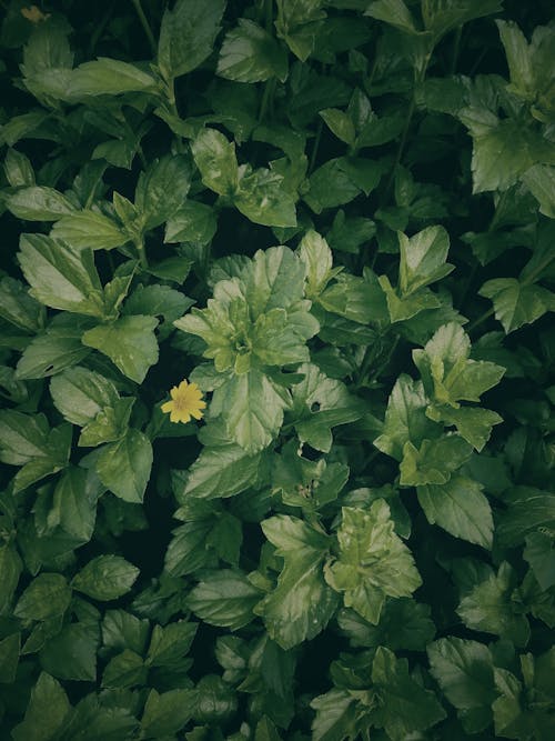 Free Green Leaves in Close Up Shot Stock Photo