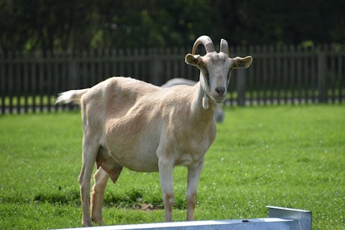 Бесплатное стоковое фото с домашний скот, животное, коза