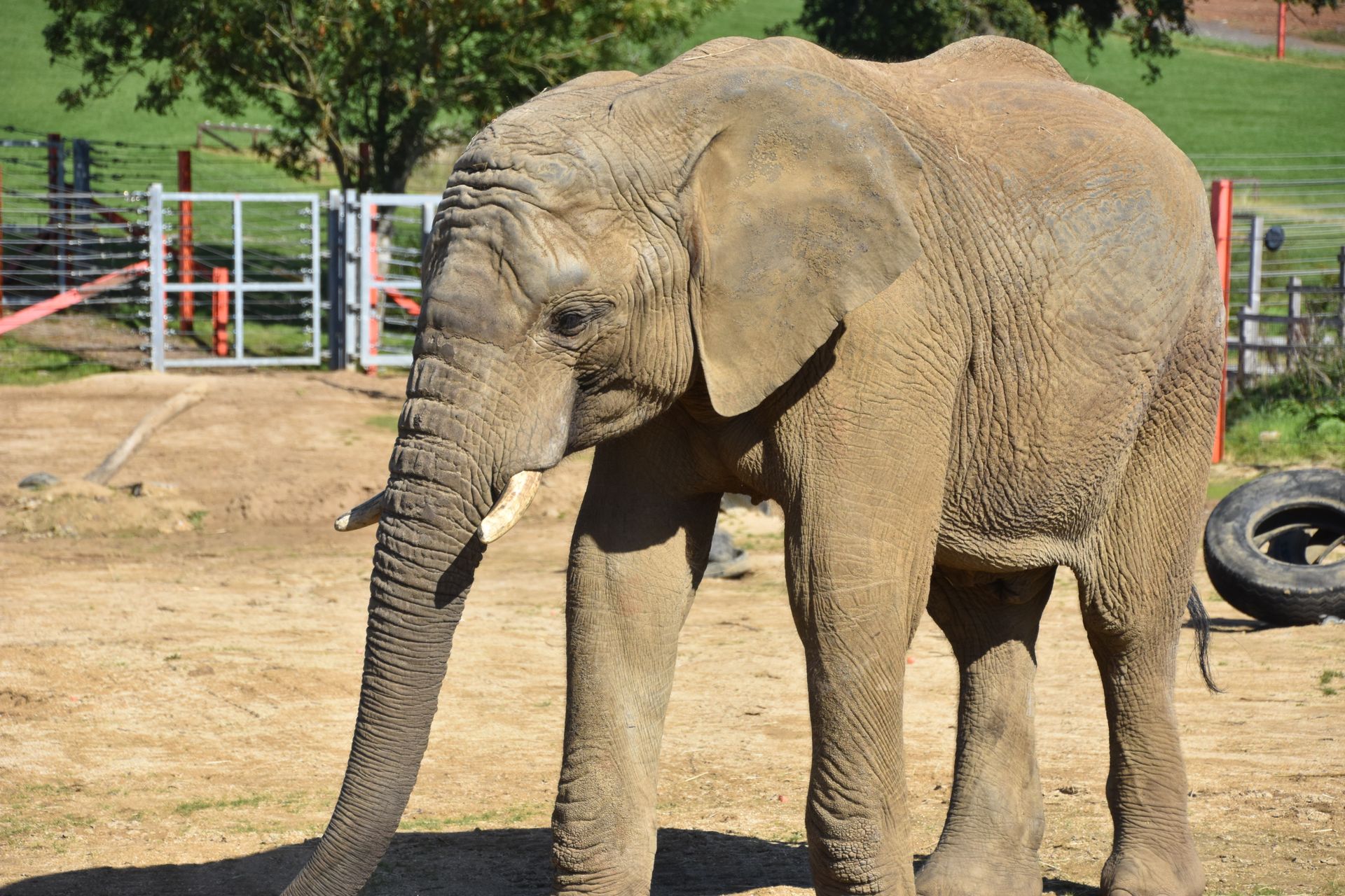 Detailed close-up of an African elephant showcasing its trunk and textured skin in a natural setting