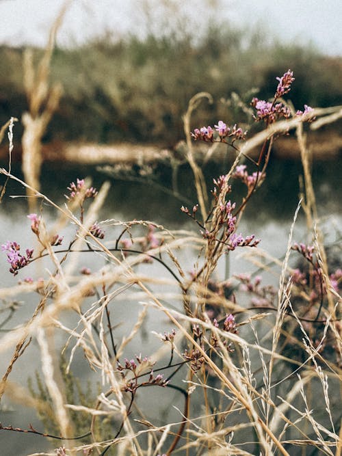 Darmowe zdjęcie z galerii z brązowa trawa, fioletowe kwiaty, kwitnięcie