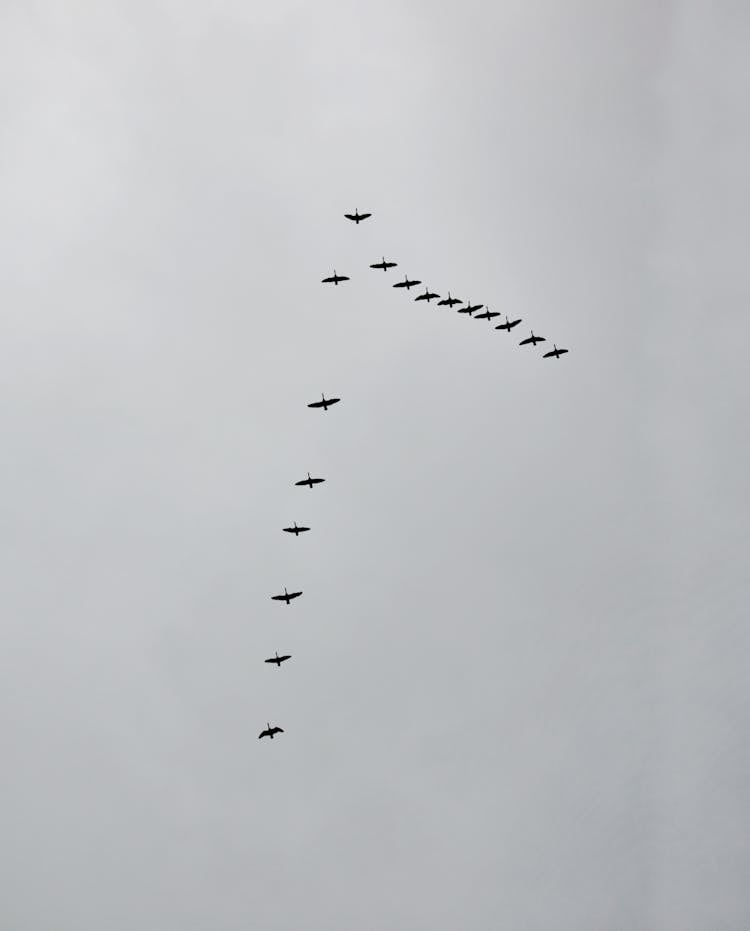 A Birds Flying Together