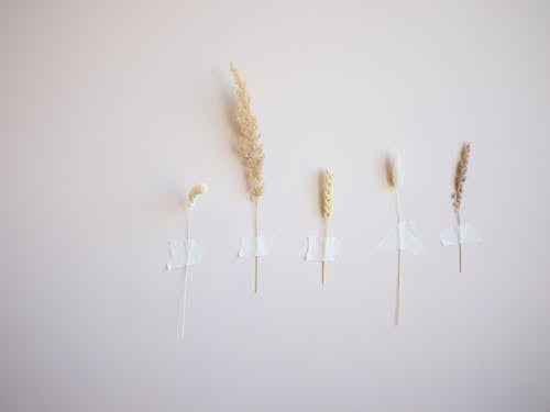 Základová fotografie zdarma na téma hnědá pšenice, koncepční, minimalismus