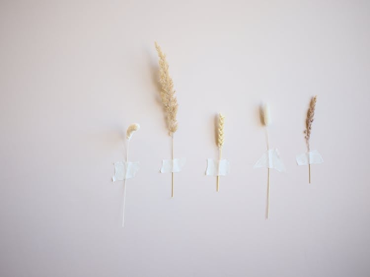 Dried Wheat On The Wall