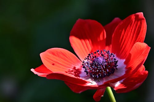 Close-Up Shot of a Poppy Anemone
