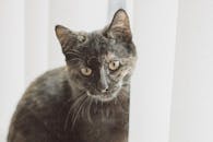 一只家猫睁着明亮的眼睛，在柔和的光线下好奇地凝视着