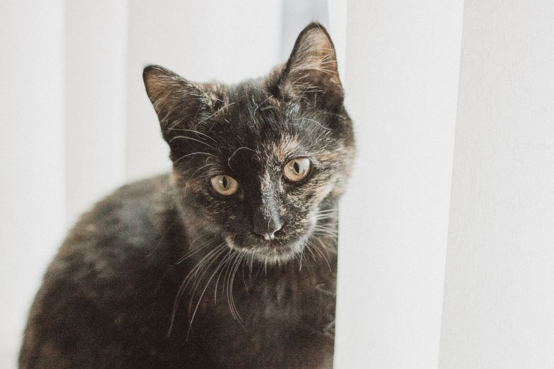 Exploring Types of Cat Colors: A Genetic Guide