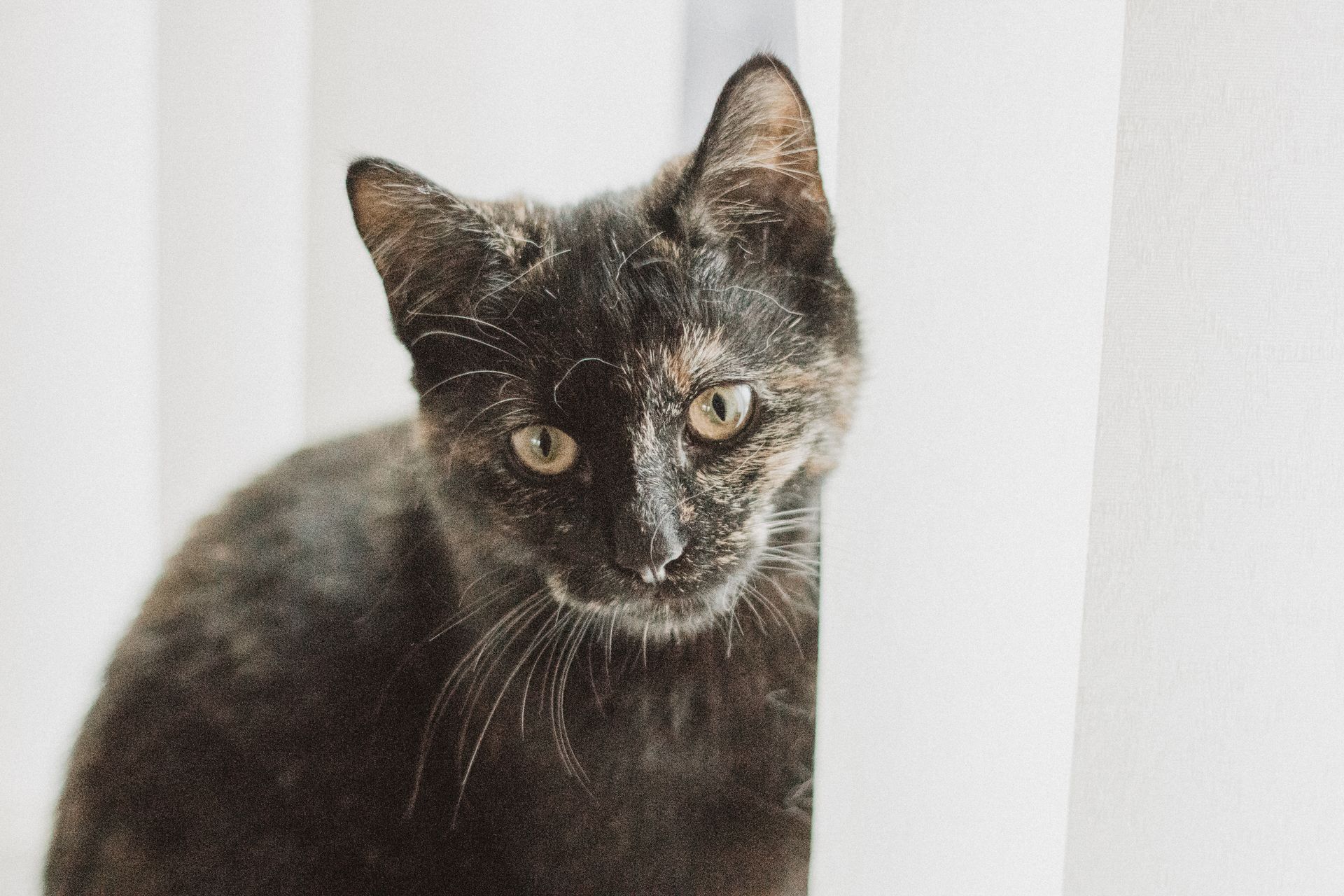 Tortoiseshell Cat