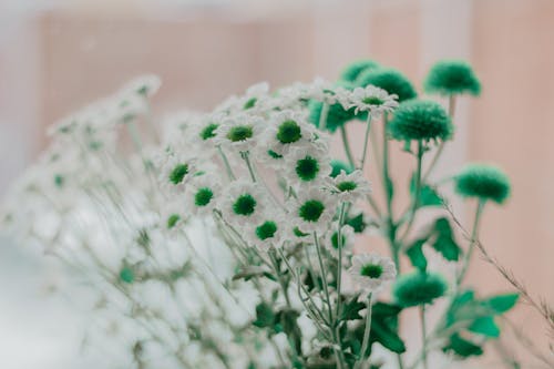 Photographie De Mise Au Point Sélective De Fleurs Pétales Vertes Et Blanches