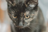 一张特写照片中，一只龟甲猫若有所思地凝视着