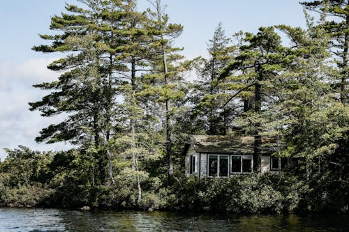A House With a Lot of Trees Beside a Body of Water