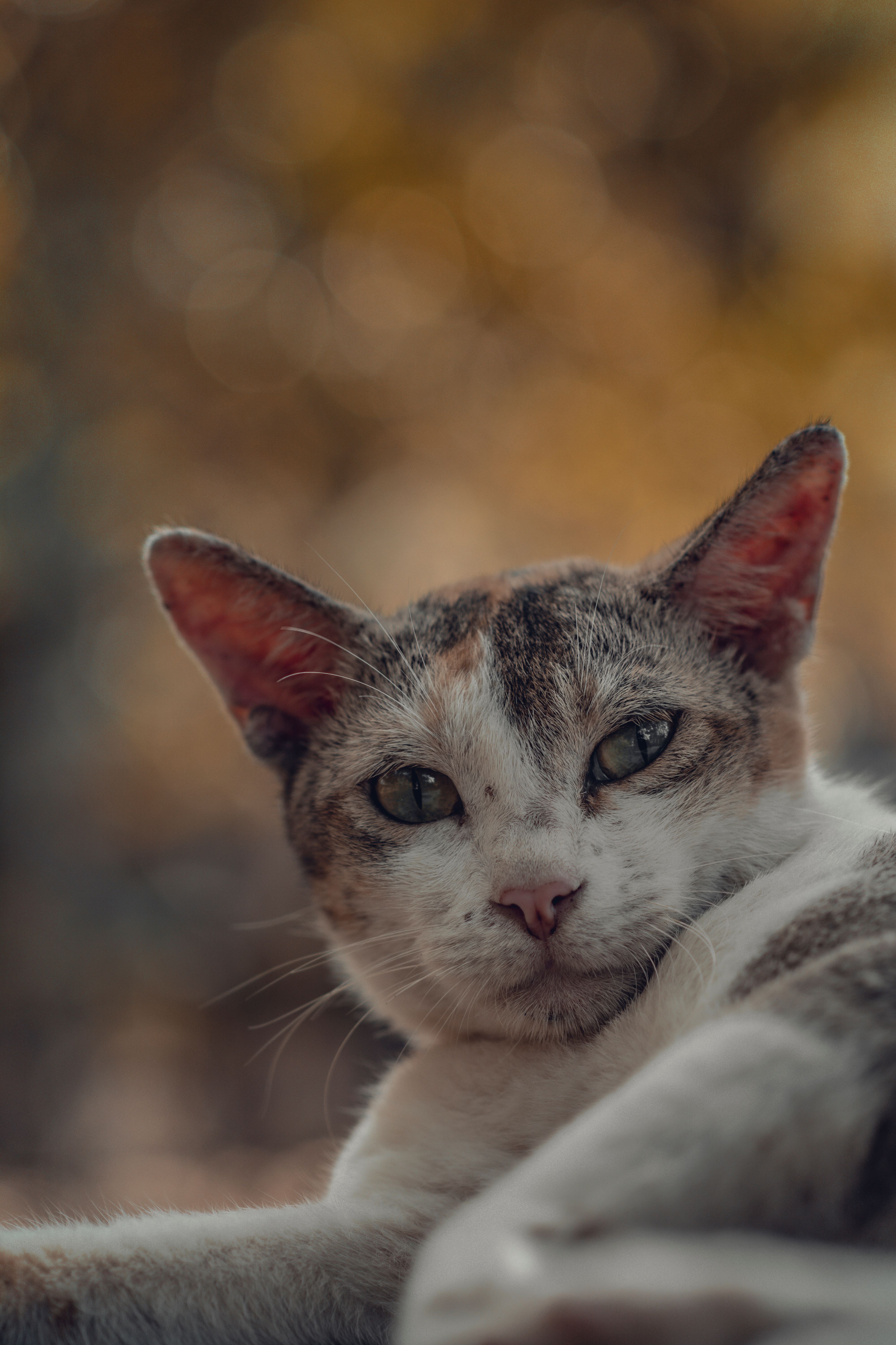 A Close Up Shot of a Brown and White Cat · Free Stock Photo