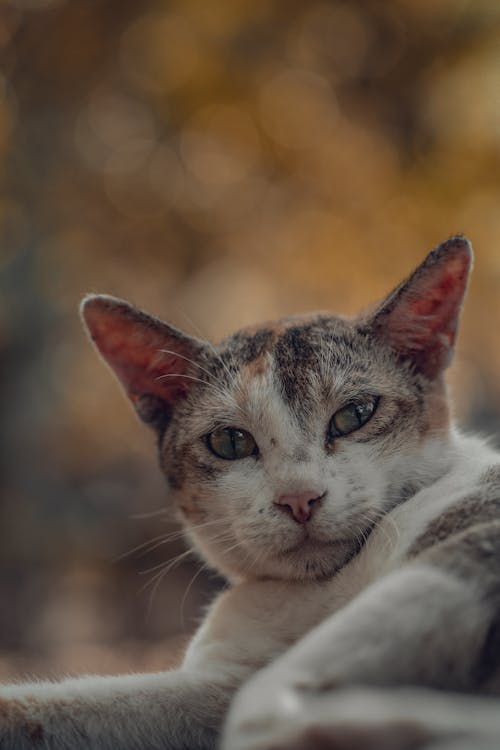 Fotobanka s bezplatnými fotkami na tému cicavec, domáce zviera, domestikovaný