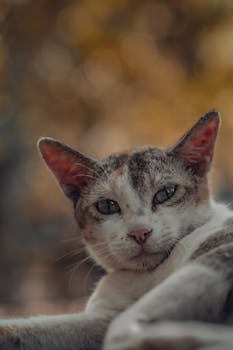A detailed close-up of a relaxed domestic cat with blurred bokeh background.