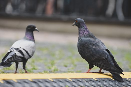 green pigeon dove bird
