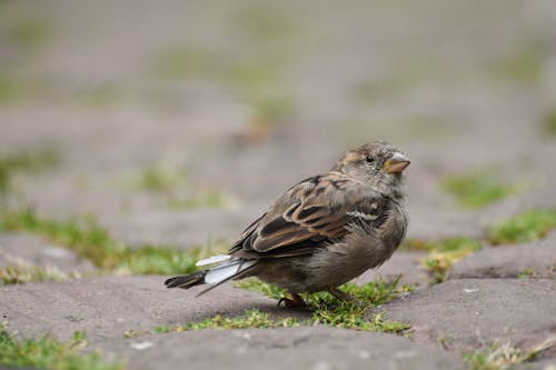 Free Close-Up Shot of a Sparrow Stock Photo