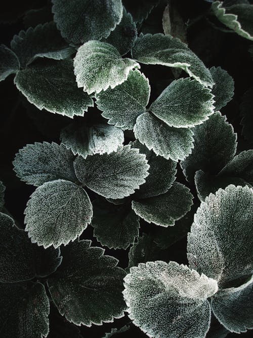 Δωρεάν στοκ φωτογραφιών με γκρο πλαν, κατακόρυφη λήψη, σκούρα πράσινα φύλλα