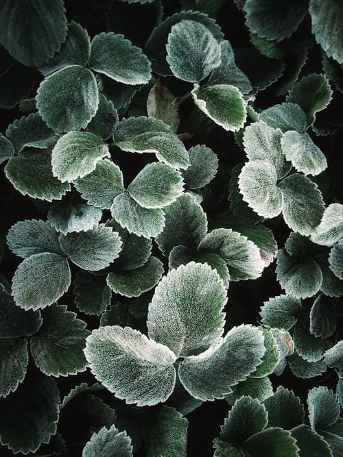 Green and White Leaves of a Plant