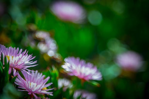 Kostnadsfri bild av vackra blommor