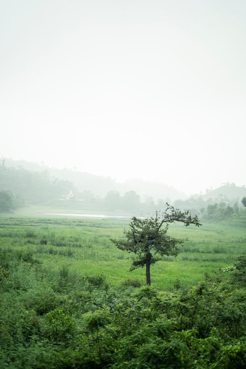 Free Captivating misty landscape with green fields and a lone tree in rural India. Stock Photo