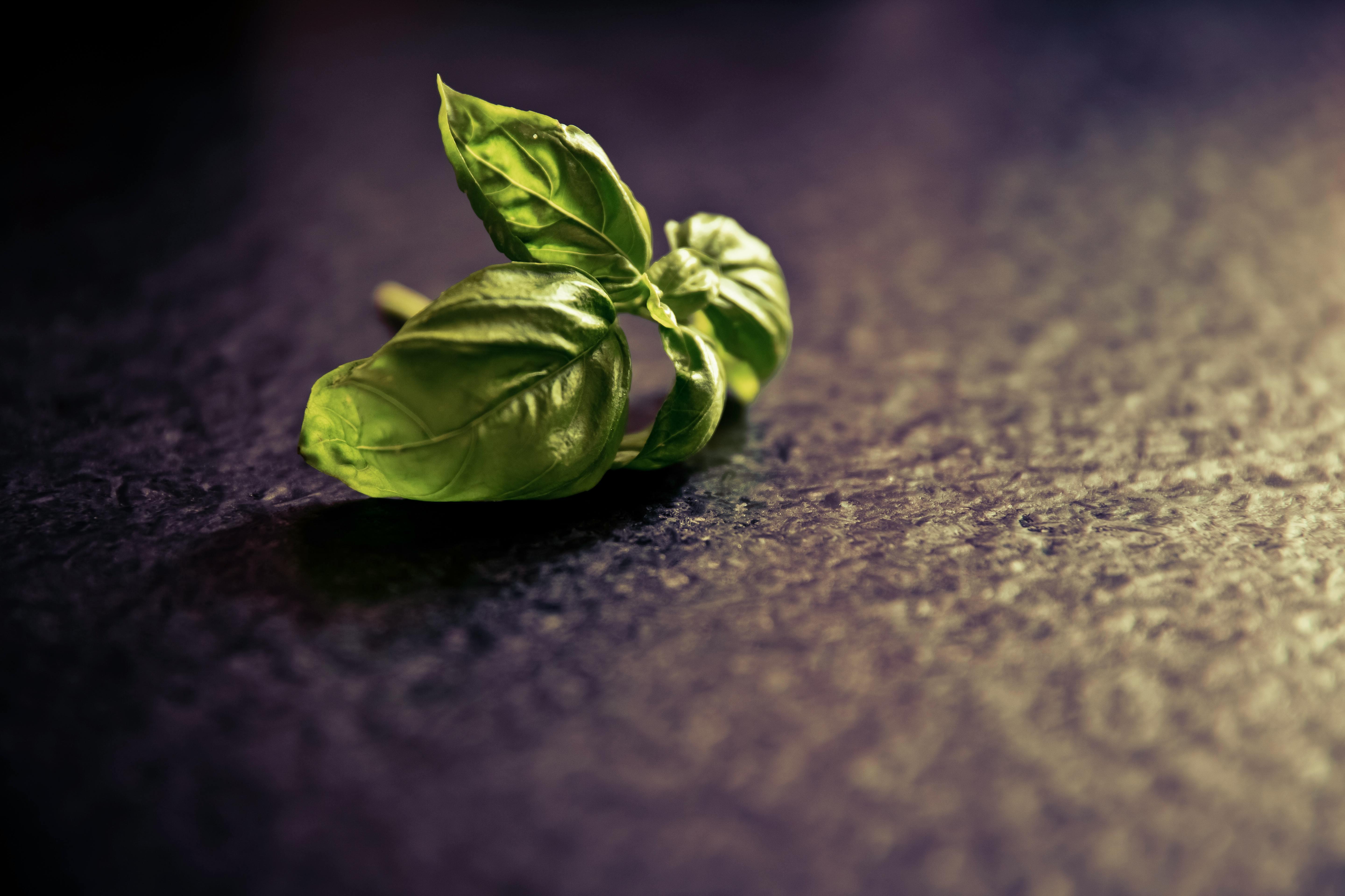 Free Close-up of a single basil leaf on a dark, textured surface, highlighting its vibrant green color. Stock Photo