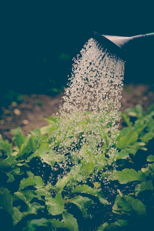 Foto profissional grátis de agricultura, derramando, jardinagem