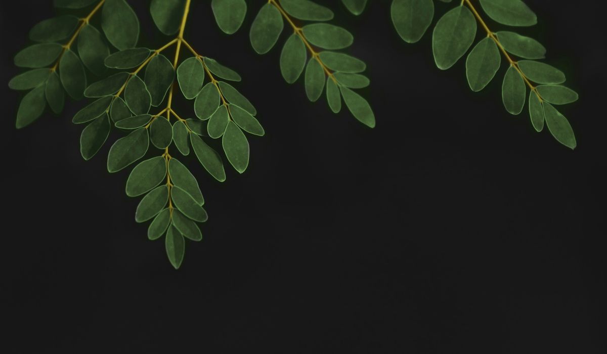 moringa image 2