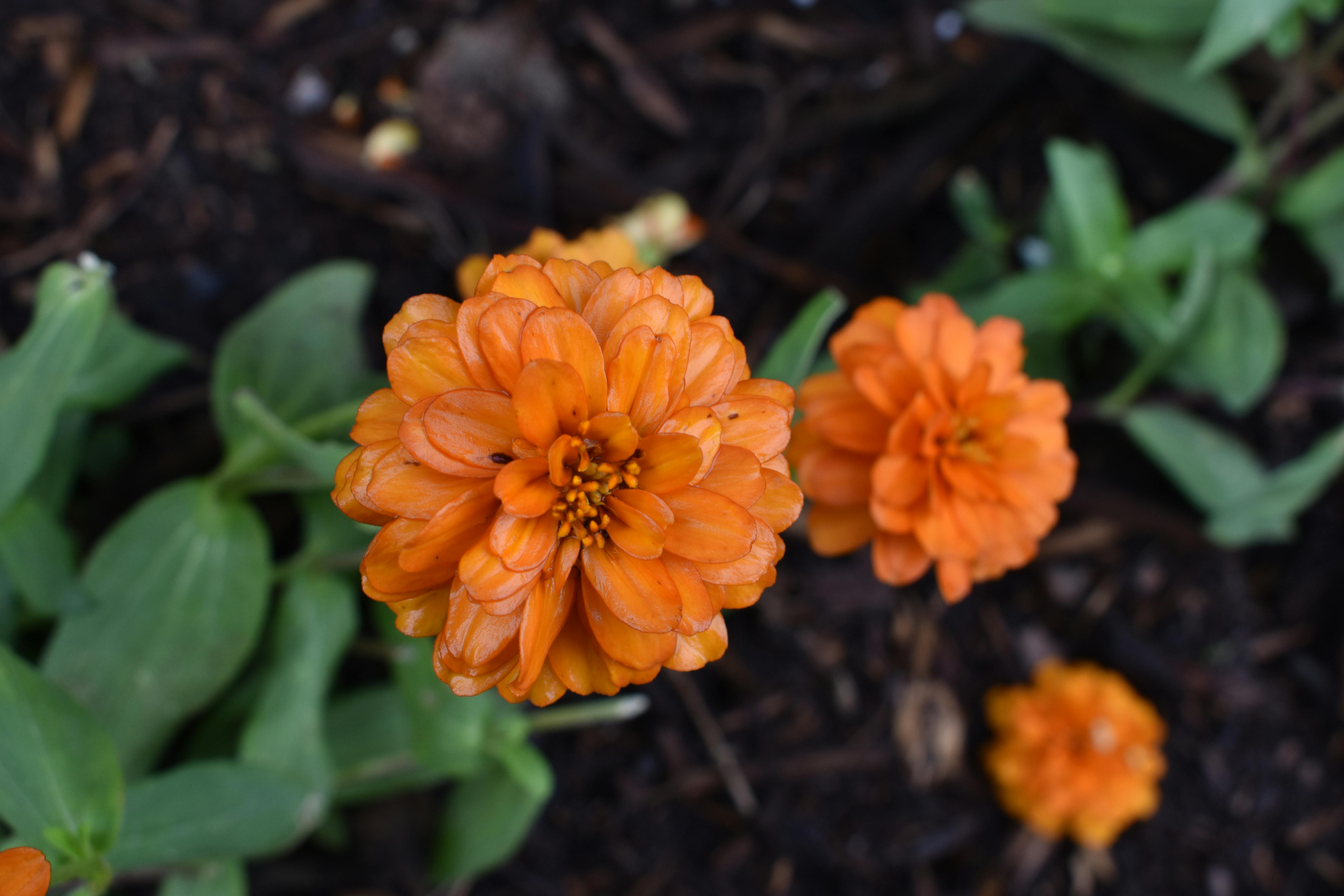 Free stock photo of cool, flower, orange