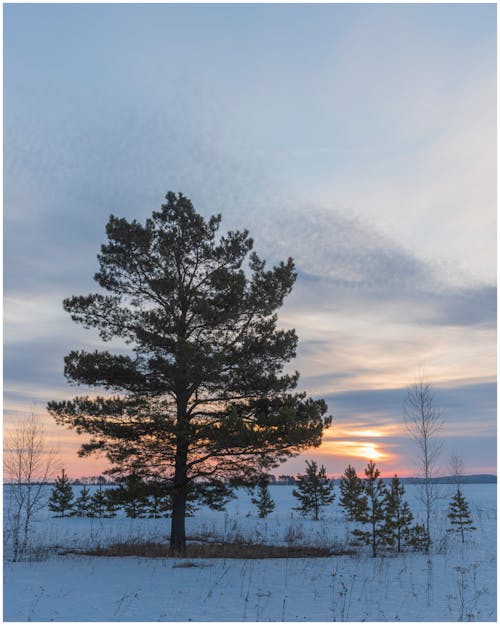 Foto d'estoc gratuïta de arbres, capvespre, constipat