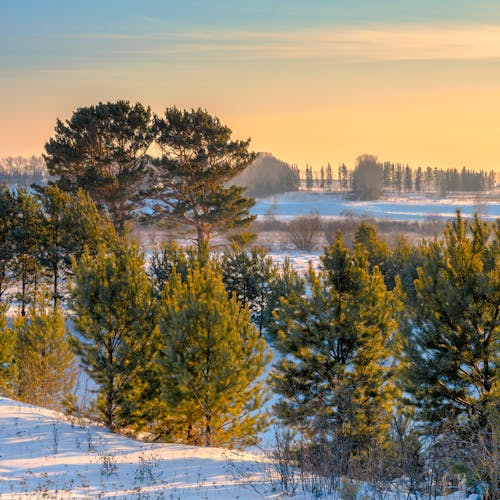 Trees and Snow at Sunset