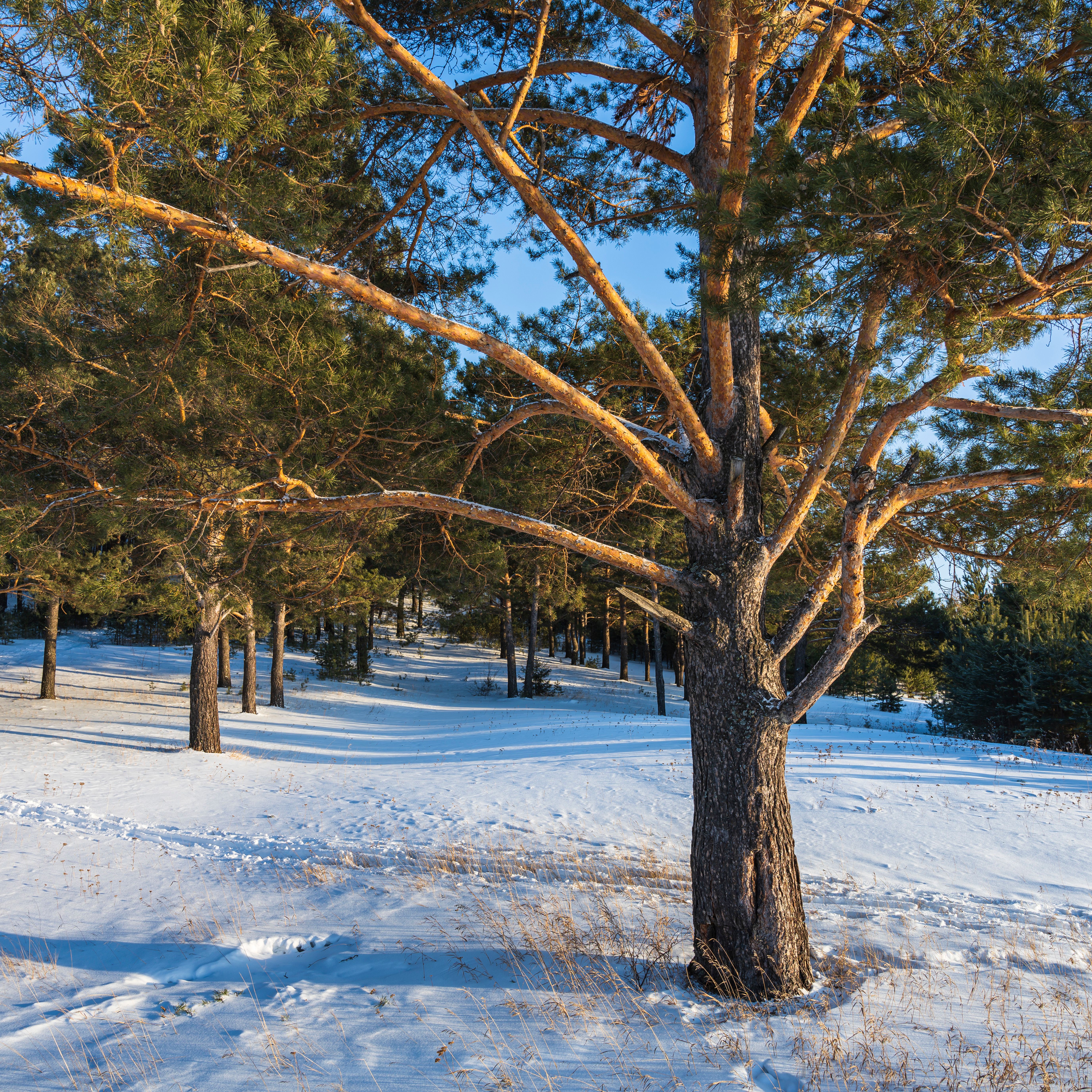 Brown Trees on Snow Covered Ground · Free Stock Photo