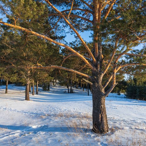 Free Tranquil winter forest featuring snow-covered pine trees under clear blue skies. Stock Photo