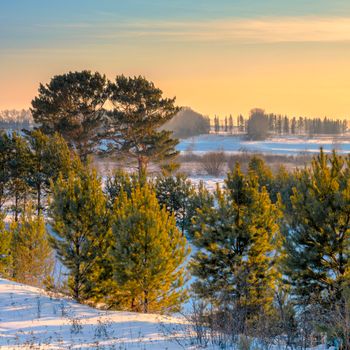 Peaceful winter sunset over snow-covered pine trees and fields.
