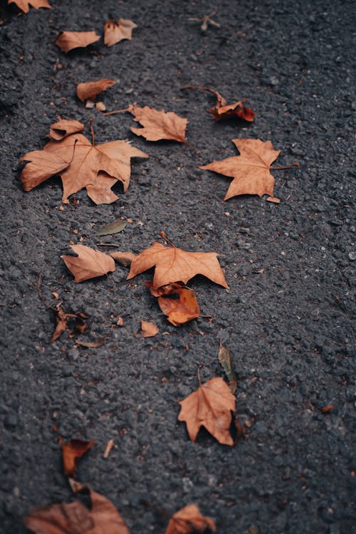 Kostnadsfria Kostnadsfri bild av betongyta, fallna löv, torkade löv Stock foto