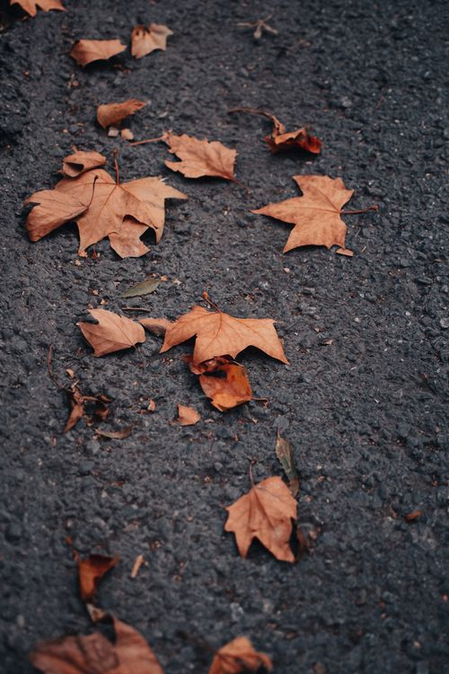 Free Dried maple leaves scattered on a textured concrete surface, capturing the essence of fall. Stock Photo
