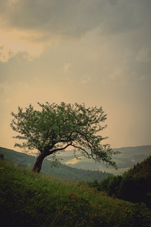 Foto d'estoc gratuïta de arbre, cel ennuvolat, fons de pantalla